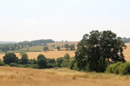A sunny view across a hillside with fields of grass and trees.